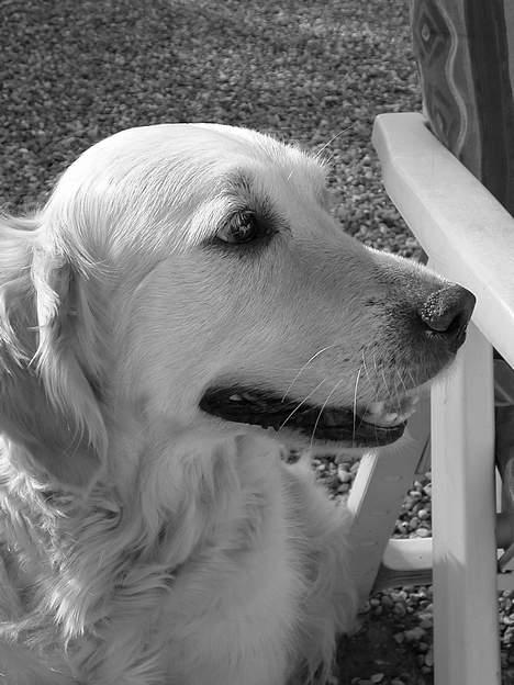 Golden retriever Fair Lady Laura - Bella † - Verdens dejligste hund i sort/hvid d. 31 August 2005 billede 18
