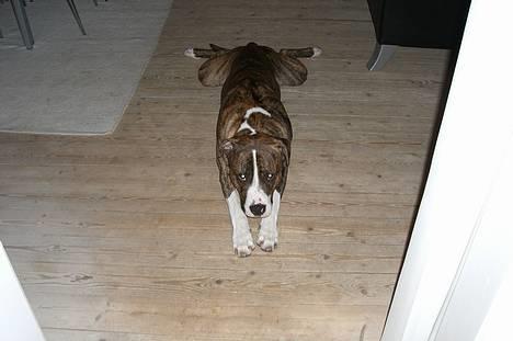 Amerikansk bulldog Lester - så ligger jeg her igen billede 8