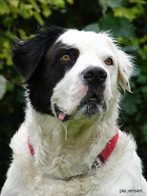 Blanding af racer Emma* himmelhund* - Hvad ?....har jeg noget om munden ?.........*Nyt* taget af miss piiip sep. 06 billede 1