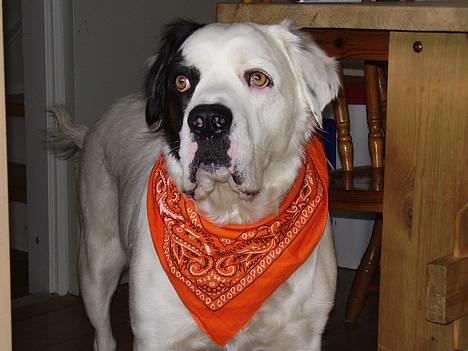 Blanding af racer Emma* himmelhund* - Hader bare at ha´savlesmæk på........totalt unødvendigt, hvis du spørger mig. billede 2