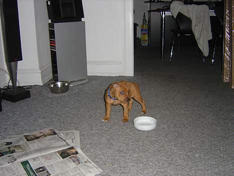 Staffordshire bull terrier Taco *Aarslevs Dekko* - uhh hvor er jeg bar sej og farlig :) billede 4