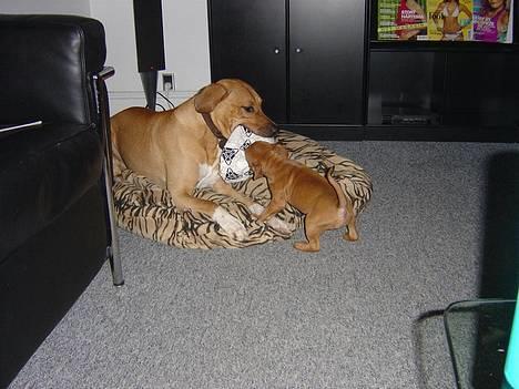 Staffordshire bull terrier Taco *Aarslevs Dekko* - jeg kan godt få den fra dig bar vent og se billede 5