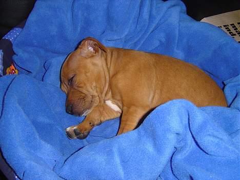 Staffordshire bull terrier Taco *Aarslevs Dekko* - puhhh det hårdt og være hund :( billede 6