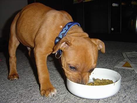 Staffordshire bull terrier Taco *Aarslevs Dekko* - namme namme hakket oksemaver det noget vi ka li :) billede 7