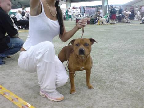Staffordshire bull terrier Taco *Aarslevs Dekko* - er det mig du kigger på?? billede 8
