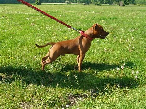 Staffordshire bull terrier Taco *Aarslevs Dekko* - hvem kigger i på??? billede 9