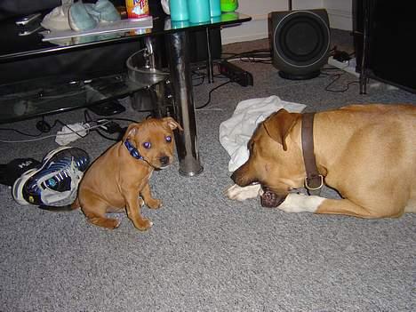 Staffordshire bull terrier Taco *Aarslevs Dekko* - hvor er du ond du bar har taget mit ben :( billede 10