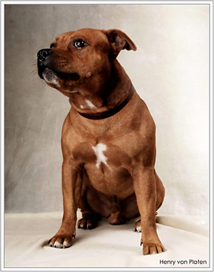 Staffordshire bull terrier Taco *Aarslevs Dekko* billede 11