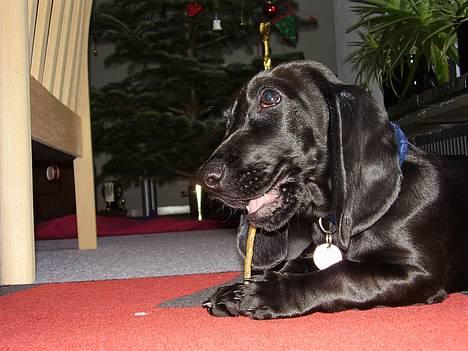 Blanding af racer Trofast aka. "Rufas" - Slurp... mmmm :D billede 16