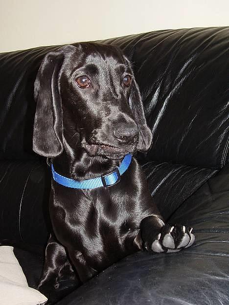 Blanding af racer Trofast aka. "Rufas" - Holder lige øje med om der er nogle katte udenfor :o)  billede 17