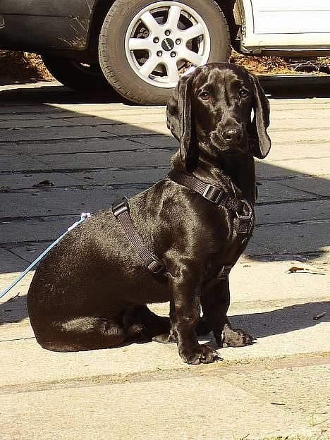 Blanding af racer Trofast aka. "Rufas" - Smukke mig :o) billede 18