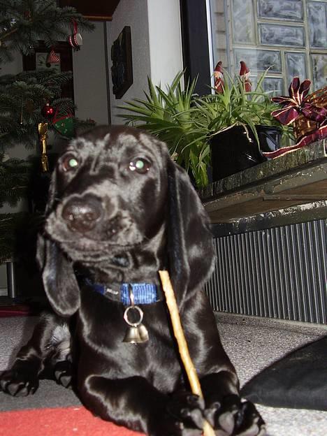 Blanding af racer Trofast aka. "Rufas" - Er jeg ik kær?? billede 19