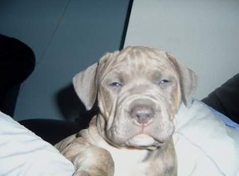 Amerikansk staffordshire terrier #Tira#R.I.P billede 2
