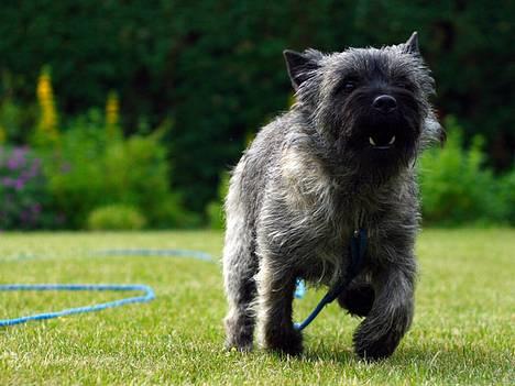 Cairn terrier Muffy billede 10