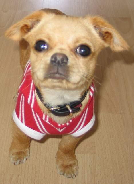 Chihuahua NEMO billede 11