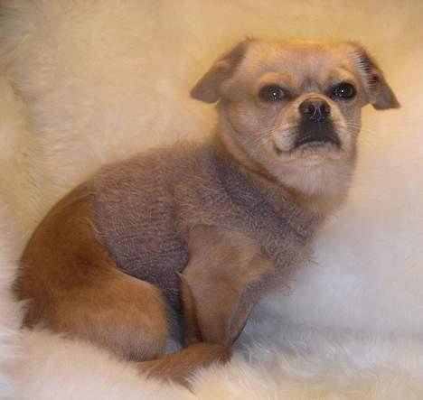 Chihuahua NEMO - ja,jaaaa jeg skal da nok sidde stille mens du tager de dumme billeder billede 12