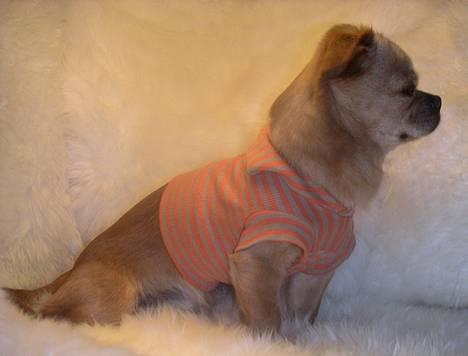 Chihuahua NEMO - hallo baby look at me billede 13