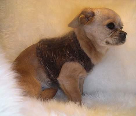 Chihuahua NEMO - nu gider jeg altså snart ikke mere billede 14