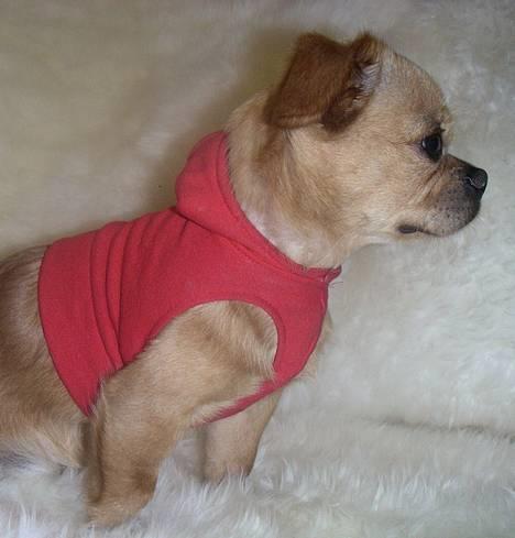 Chihuahua NEMO - heyy var det ikke en kat???? billede 15