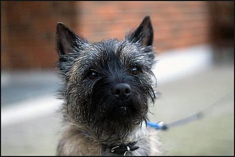 Cairn terrier Muffy billede 11