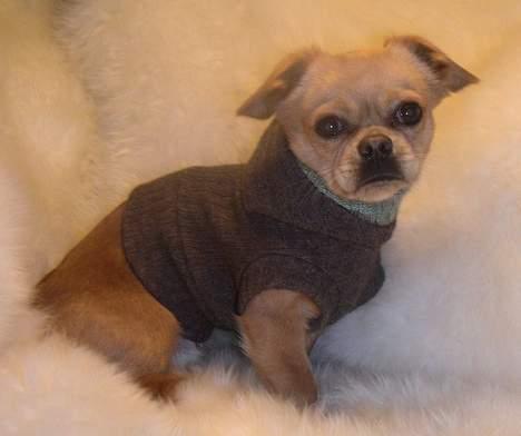 Chihuahua NEMO - nu står hun der igen med sit dumme kamera billede 16