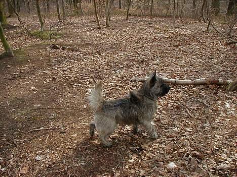 Cairn terrier Muffy billede 12