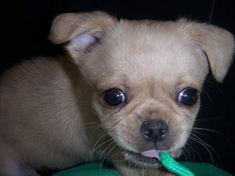 Chihuahua NEMO - uhmmm den smager godt den her grønne spagetti. billede 17