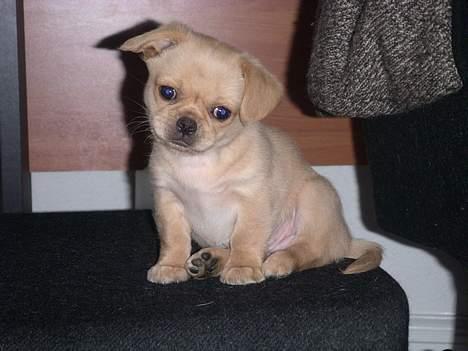 Chihuahua NEMO - er jeg sød nu???? hva???? billede 18