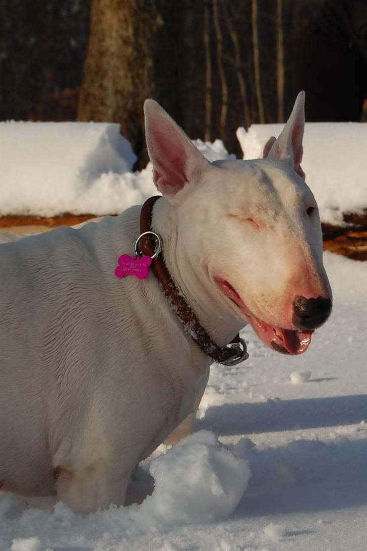 Bullterrier Diva *Himmelhund* - grimasse billede 11