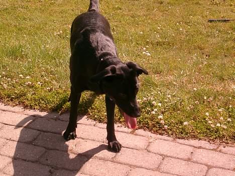 Labrador retriever chang - her er jeg i sommerhus og ihhhh det var så dejligt billede 3
