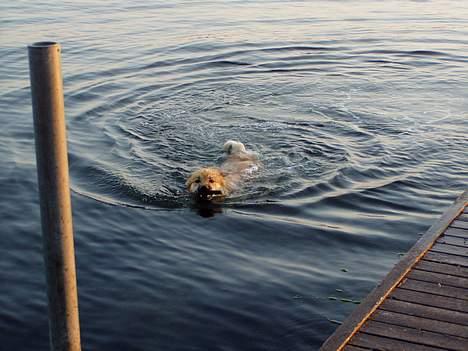 Islandsk fårehund Bliki - "Jeg elsker at svømme, kast bare en pind så  jeg skal nok hente den" billede 8