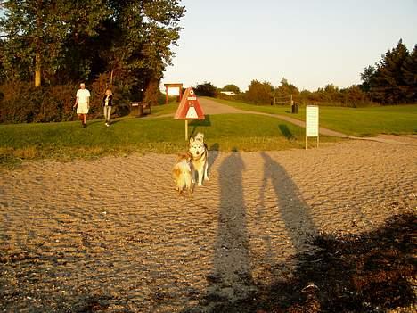 Islandsk fårehund Bliki - " Hej, har du også taget mor og far med til stranden?" billede 9