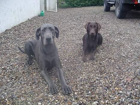 Grand danois BLUE TEMPTATION'S HOPE - Kiwa og Toya  billede 8