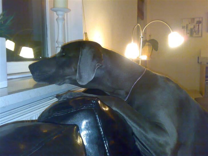 Grand danois BLUE TEMPTATION'S HOPE - Holder lige øje med naboen billede 9