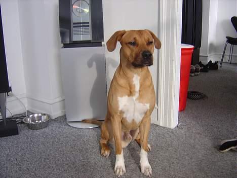 Amerikansk staffordshire terrier Killah - tag så det billed så jeg ka komme vidre?? billede 11