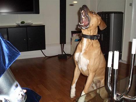 Amerikansk staffordshire terrier Killah - hvor syg er jeg lige til at gribe hundekiks?????? billede 12