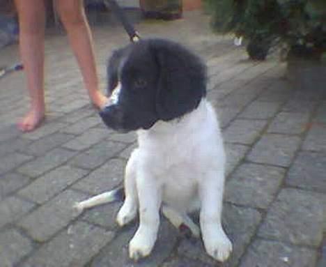 Stabijhoun Smilla - Smilla som hvalp... jeg tror ikke at vi havde haft hende mere end 2 uger der.... billede 2