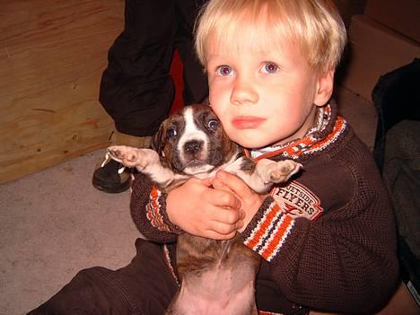 Amerikansk staffordshire terrier Highland Dear Coco billede 6