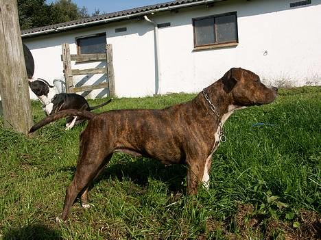 Amerikansk staffordshire terrier Highland Dear Coco billede 7