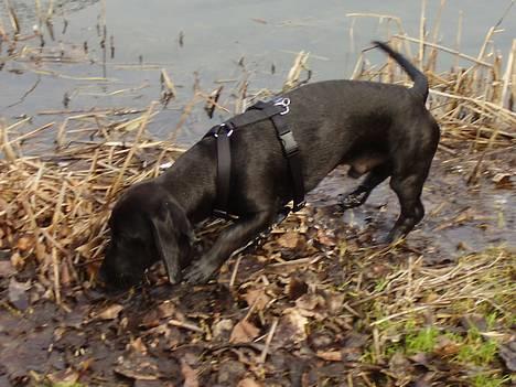 Blanding af racer Trofast aka. "Rufas" - Vandhund :o)  billede 20