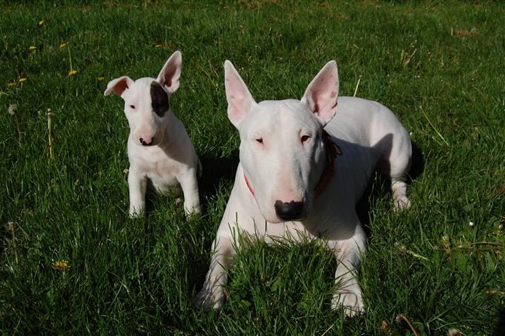 Bullterrier Diva *Himmelhund* - Diva og Disney 17/5 billede 12