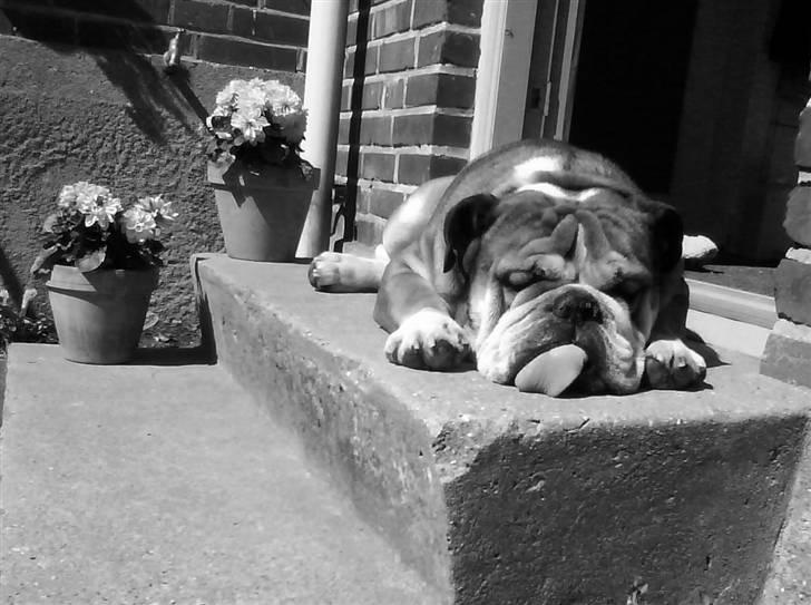 Engelsk bulldog Tabasco - Sommeren er hård ved mig... billede 18