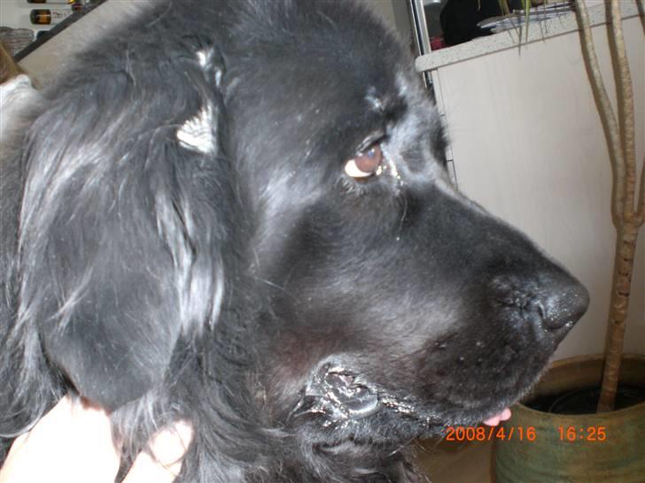 Newfoundlænder Mille - ja her er jeg så miig mille  billede 1