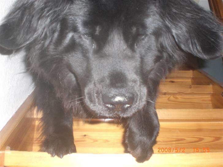Newfoundlænder Mille - nnyt billede ((:   yeehaarr ! en mille på vej ned af trappen billede 2