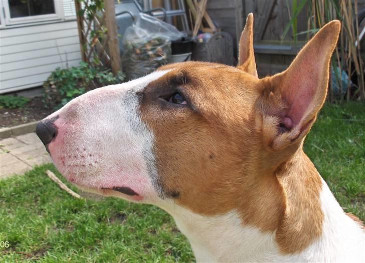 Bullterrier Ask og Pingo  - Hej med dig!! billede 3