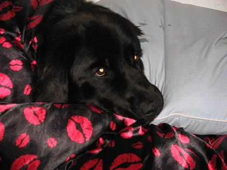 Newfoundlænder Mille - ZzZzZzZzZzZ hmm jeg sover jo ikke. billede 3