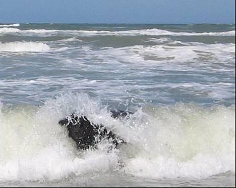 Newfoundlænder Mille - Mille overfaldet af en bølge .  :-P billede 4