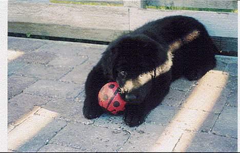 Newfoundlænder Mille - ikke tage billede af mig når jeg er lille og pjusket billede 5