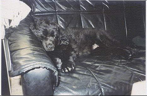Newfoundlænder Mille - ZZZzzzz for mig lige en lur i sofaen. billede 6