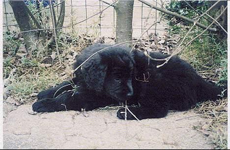 Newfoundlænder Mille - nu for jeg balade jeg er stoden af. billede 7